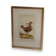 Gravure oiseau "Der Schneemerkur"