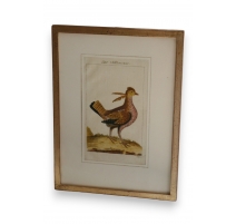 Gravure oiseau "Der Schneemerkur"