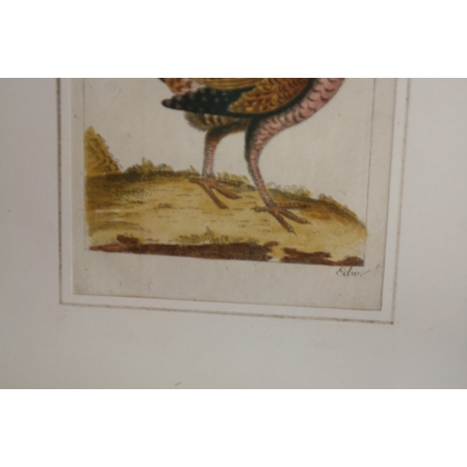 Gravure oiseau "Der Schneemerkur"  sur Moinat SA  - Antiquités décoration -  Gravures, Lithos