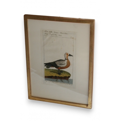 Bird engraving ‘Die Rothe Gans’, by Moinat SA – Antiques and decorative items – Engravings, lithographs