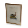 Bird engraving ‘Die Rothe Gans’, by Moinat SA – Antiques and decorative items – Engravings, lithographs