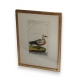 Gravure oiseau ''Die Rothe Gans,