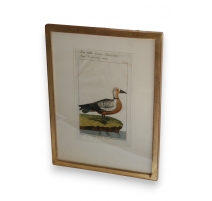Gravure oiseau ''Die Rothe Gans,