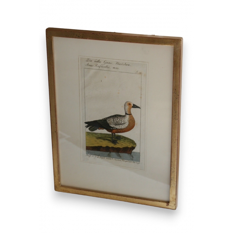 Gravure oiseau ''Die Rothe Gans,