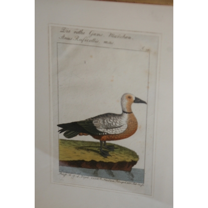 Bird engraving ‘Die Rothe Gans’, by Moinat SA – Antiques and decorative items – Engravings, lithographs