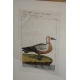 Gravure oiseau ''Die Rothe Gans,