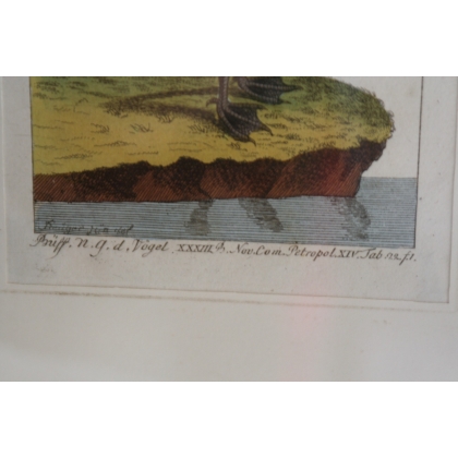 Bird engraving ‘Die Rothe Gans’, by Moinat SA – Antiques and decorative items – Engravings, lithographs