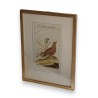 Gravure oiseaux "Das Haselhuhn von  sur Moinat SA  - Antiquités décoration -  Gravures, Lithos