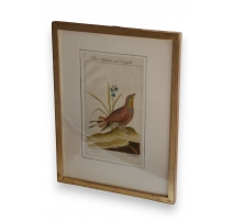 Gravure oiseaux "Das Haselhuhn von