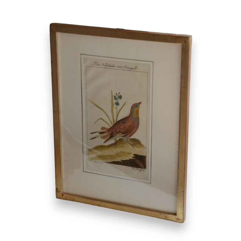 Gravure oiseaux "Das Haselhuhn von