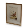Gravure oiseaux "Das Haselhuhn von