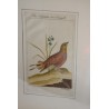 Gravure oiseaux "Das Haselhuhn von  sur Moinat SA  - Antiquités décoration -  Gravures, Lithos