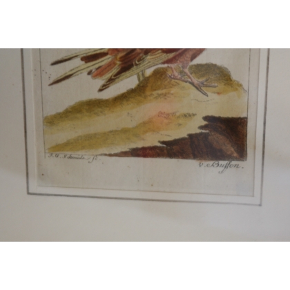 Gravure oiseaux "Das Haselhuhn von  sur Moinat SA  - Antiquités décoration -  Gravures, Lithos