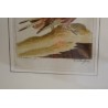 Gravure oiseaux "Das Haselhuhn von  sur Moinat SA  - Antiquités décoration -  Gravures, Lithos
