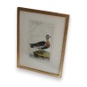 Engraving of a bird, ‘Die rothhals Gans’, by Moinat SA – Antiques and decorative items – Engravings, lithographs