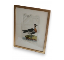 Gravure oiseau '' Die rothhals Gans''