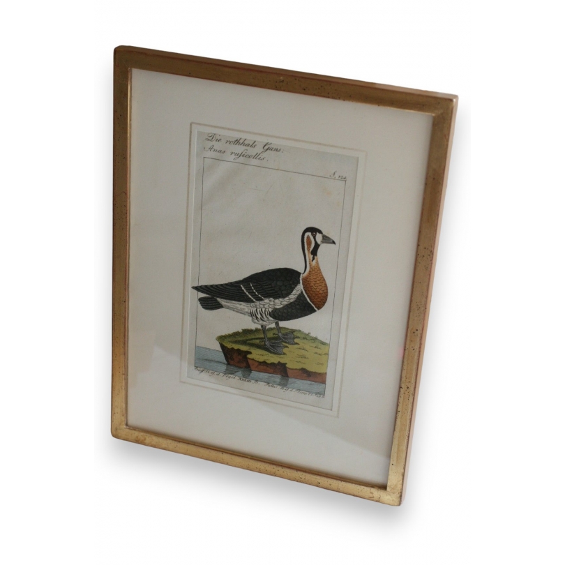 Gravure oiseau '' Die rothhals Gans''