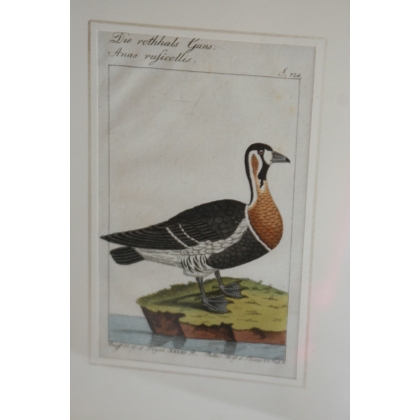 Engraving of a bird, ‘Die rothhals Gans’, by Moinat SA – Antiques and decorative items – Engravings, lithographs