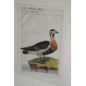 Engraving of a bird, ‘Die rothhals Gans’, by Moinat SA – Antiques and decorative items – Engravings, lithographs