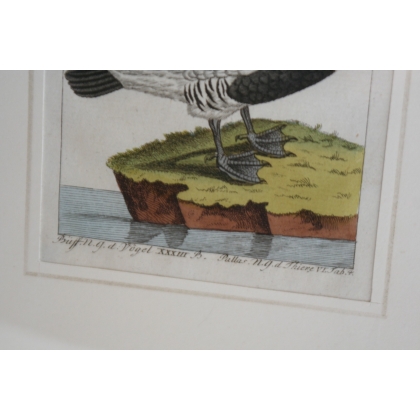 Engraving of a bird, ‘Die rothhals Gans’, by Moinat SA – Antiques and decorative items – Engravings, lithographs