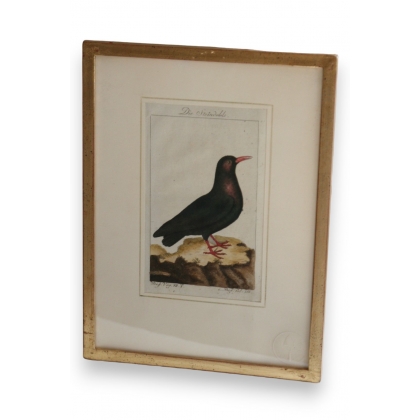 Bird engraving "Die Steindoble" by Moinat SA – Antiques and home décor – Engravings, lithographs