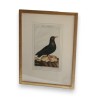 Bird engraving "Die Steindoble" by Moinat SA – Antiques and home décor – Engravings, lithographs