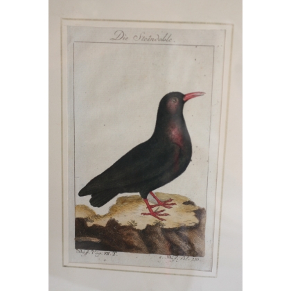 Bird engraving "Die Steindoble" by Moinat SA – Antiques and home décor – Engravings, lithographs