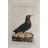 Bird engraving "Die Steindoble" by Moinat SA – Antiques and home décor – Engravings, lithographs