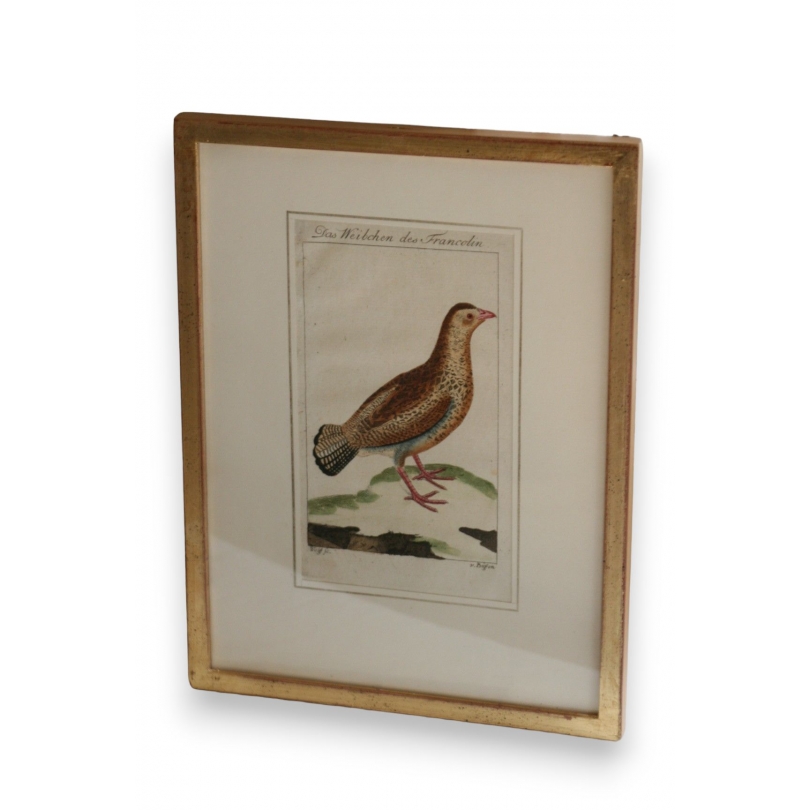 Engraving of birds: "Das Weibchen des" by Moinat SA – Antiques and decorative items – Engravings, lithographs