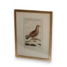 Engraving of birds: "Das Weibchen des" by Moinat SA – Antiques and decorative items – Engravings, lithographs