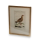 Gravure oiseaux "Das Weibchen des