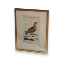 Gravure oiseaux "Das Weibchen des