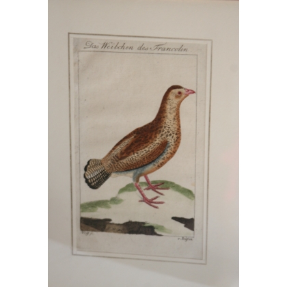 Gravure oiseaux \"Das Weibchen des Francolin\"