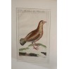 Gravure oiseaux \"Das Weibchen des Francolin\"