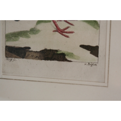 Gravure oiseaux \"Das Weibchen des Francolin\"