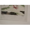 Gravure oiseaux \"Das Weibchen des Francolin\"