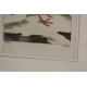 Gravure oiseaux "Das Weibchen des