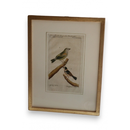 Engraving of birds: "Der gefleckter Kapsche" by Moinat SA – Antiques and decorative items – Engravings, lithographs