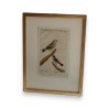 Engraving of birds: "Der gefleckter Kapsche" by Moinat SA – Antiques and decorative items – Engravings, lithographs