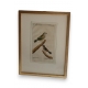 Gravure oiseaux "Der gefleckter Kapsche