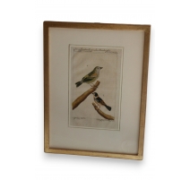 Gravure oiseaux "Der gefleckter Kapsche