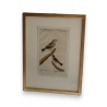 Gravure oiseaux "Der gefleckter Kapsche
