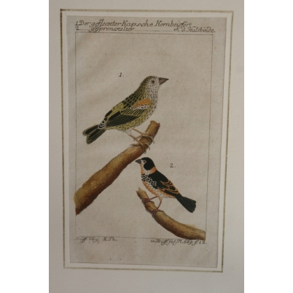 Engraving of birds: "Der gefleckter Kapsche" by Moinat SA – Antiques and decorative items – Engravings, lithographs