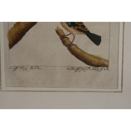 Engraving of birds: "Der gefleckter Kapsche" by Moinat SA – Antiques and decorative items – Engravings, lithographs