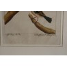 Engraving of birds: "Der gefleckter Kapsche" by Moinat SA – Antiques and decorative items – Engravings, lithographs