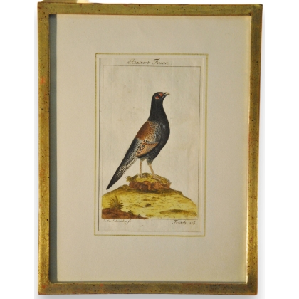 Engraving of birds, ‘Bastar Fasan’, by J.G., on Moinat SA – Antiques and decorative items – Engravings, lithographs