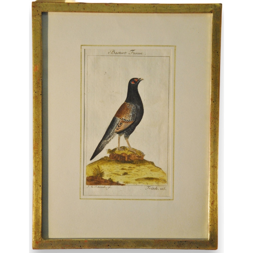 Engraving of birds, ‘Bastar Fasan’, by J.G., on Moinat SA – Antiques and decorative items – Engravings, lithographs