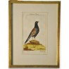 Engraving of birds, ‘Bastar Fasan’, by J.G., on Moinat SA – Antiques and decorative items – Engravings, lithographs