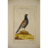 Engraving of birds, ‘Bastar Fasan’, by J.G., on Moinat SA – Antiques and decorative items – Engravings, lithographs