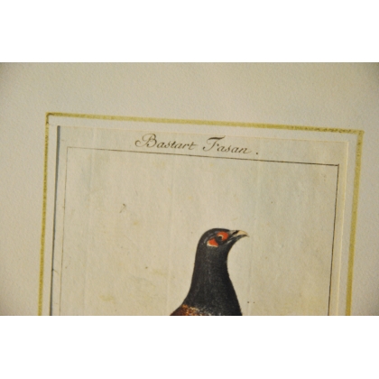 Engraving of birds, ‘Bastar Fasan’, by J.G., on Moinat SA – Antiques and decorative items – Engravings, lithographs